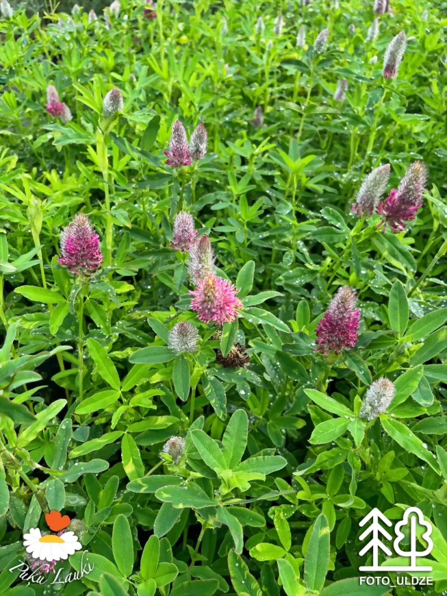 Trifolium rubens